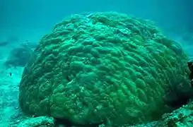 Porites lobata en Samoa Americana, con fuerte oleaje forma masas compactas