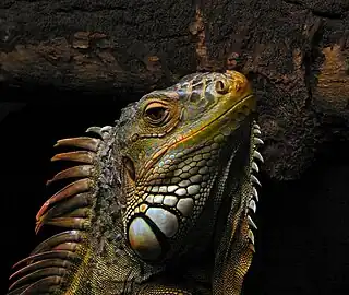 Iguana