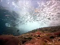 Fotografía submarina de El Portús