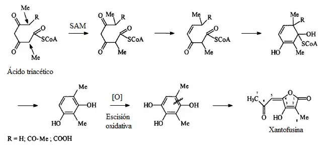 Posible biosíntesis de la xantofusina