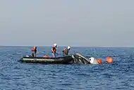 Rescate de una ballena franca glacial atrapada en redes de pesca