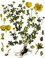 Potentilla erecta (L.) Raeusch.