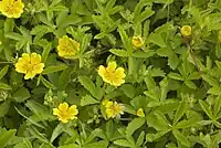 Potentilla (cinquefoil) Yakutia 22,500 YBP