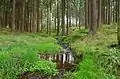 Las coníferas dominan la mayor parte de los bosques.