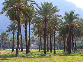 Paisaje típico de las zonas semiáridas. Palmeral de Orihuela, España.