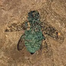 Escarabajo bupréstido fósil del Eoceno, encontrado en el sitio fosilífero de Messel (Alemania)