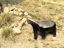 El tejón de la miel es un feroz depredador capaz de confrontar a otros depredadores, como serpientes, osos, grandes felinos, hienas, perros y humanos. Su nombre se debe a su habilidad de tomar la miel de las abejas que la defienden. Entre sus presas se incluyen las cobras.