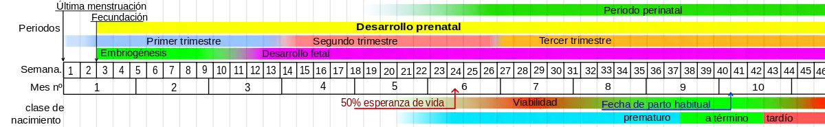 Calendario del desarrollo prenatal. La implantación del blastocisto comienza al final de la primera semana después de la fecundación —séptimo u octavo día— y finaliza a finales de la segunda semana —14 días después de la fecundación—.