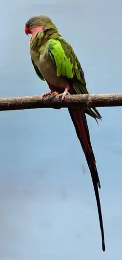 El perico princesa del Zoológico de Búfalo