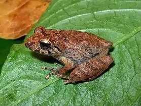 Pristimantis paisa