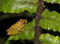 Pristimantis uranobates