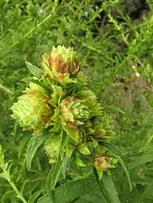 Agalla de Procecidochares atra en Solidago