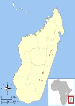 Distribution of P. simus