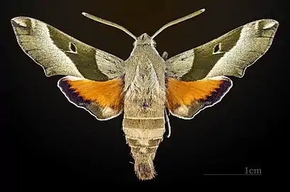 Dorsal MHNT