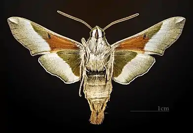 Ventral MHNT