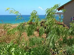 Prosopis juliflora, mezquite