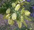 Prosopis pubescens