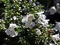 Prostanthera(Prostanthera cuneata)