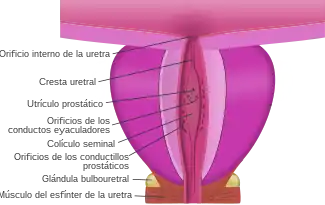 Sección coronal de la próstata adulta, en la que se puede apreciar el utrículo prostático abriéndose a la uretra.