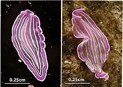 Ejemplares de P. roseus en la Ría de Arosa, España