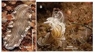 P. vittatus, imagen derecha: alimentándose de ascidias Clavelina