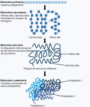 tres cadenas de polipéptidos en diferentes etapas de plegamiento y un agrupamiento de cadenas