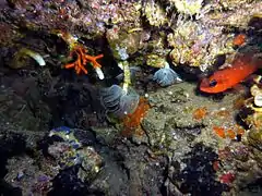 Myriapora truncata (falso coral rojo), Protula intestinum en el centro y Apogon imberbis (salmonete real) a la derecha en El Portús.