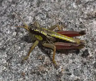 Prumnacris rainierensis