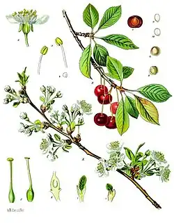 Prunus cerasus L.