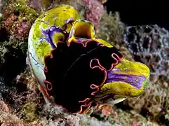 Gusano Pseudobiceros gloriosus en P. aurata