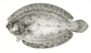 Pseudorhombus arsius