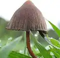 Psilocybe mexicana dibujo