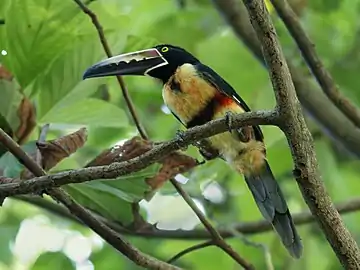 Refugio Nacional de Vida Silvestre CurúSe estableció con el propósito de conservar uno de los últimos segmentos de bosque con fauna que existen al extremo sureste de la península de Nicoya.