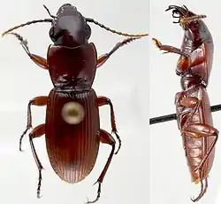 Pterostichus beyeri