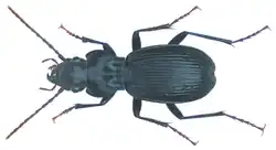 Pterostichus fasciatopunctatus