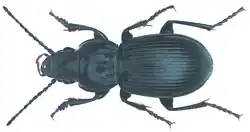 Pterostichus melas