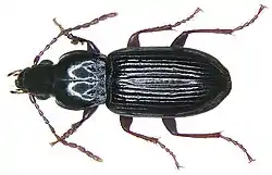 Pterostichus minor