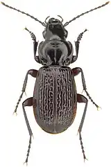 Pterostichus punctatissimus