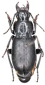 Pterostichus rasilis