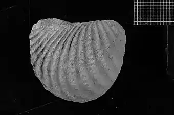 Pterotrigonia coihiucoensis, especie de bivalvo encontrado en la Formación Agrio.