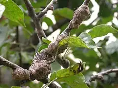 Agallas generadas por el ataque de pulgón lanígero (Eriosoma lanigerum) en manzano