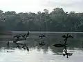 Cormoranes.