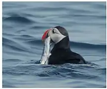 Un frailecillo común capturó un capelín en Nueva Escocia.