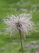 En aquenio: Pulsatilla alpina