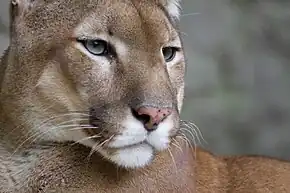 Puma concolor