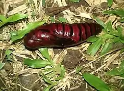 Pupa.