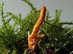 Cordyceps militaris