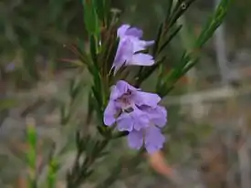 Hemigenia(Hemigenia purpurea)