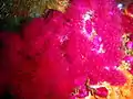 Alcyonium fauri