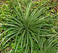 Puya alpestris